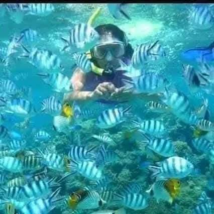 Safari_Blue_28