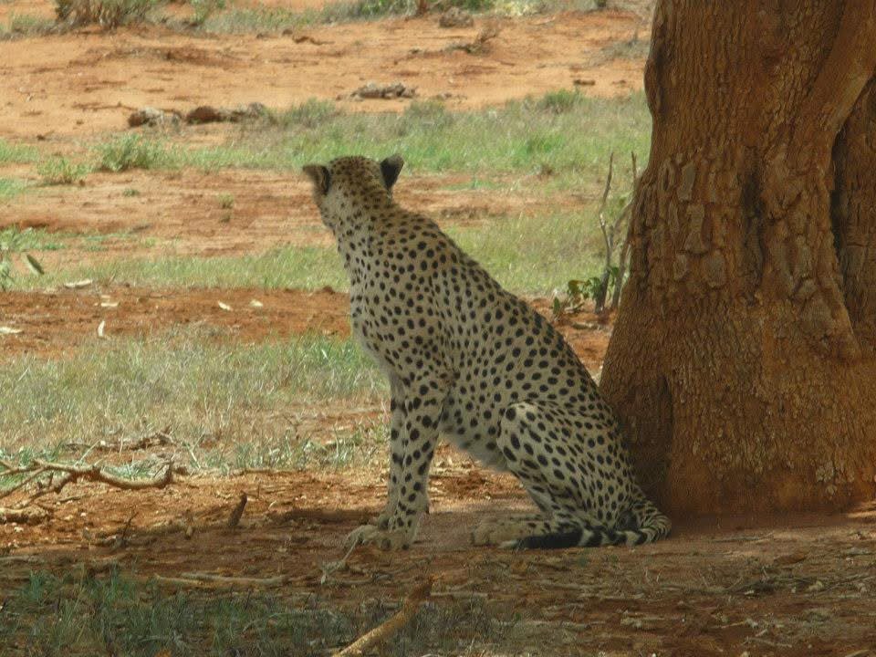 Safari Tsavo, Amboseli, Masai Mara 2