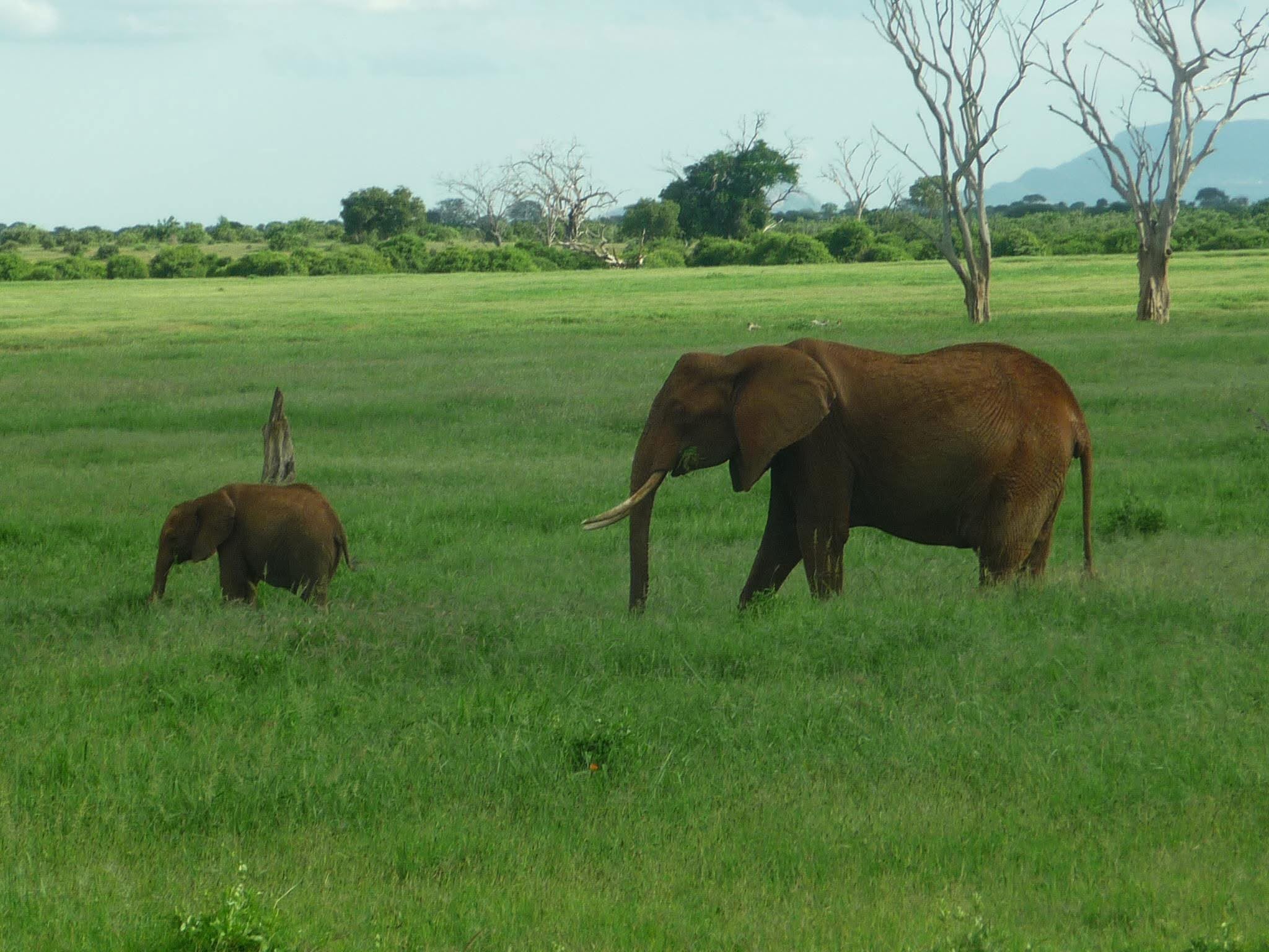 Safari_tsavo_East_e_ovest_amboseli_masai_Mara_006