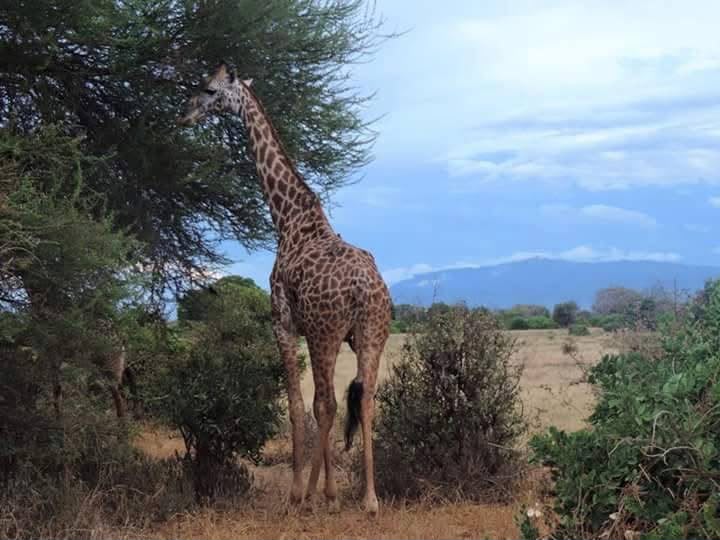 Safari_tsavo_East_e_ovest_amboseli_masai_Mara_007