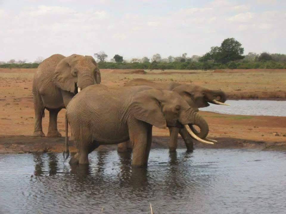 Safari_tsavo_East_e_ovest_amboseli_masai_Mara_009