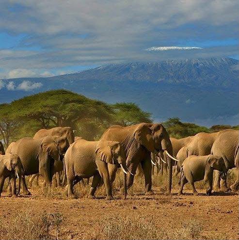 Safari_tsavo_East_e_ovest_amboseli_masai_Mara_010