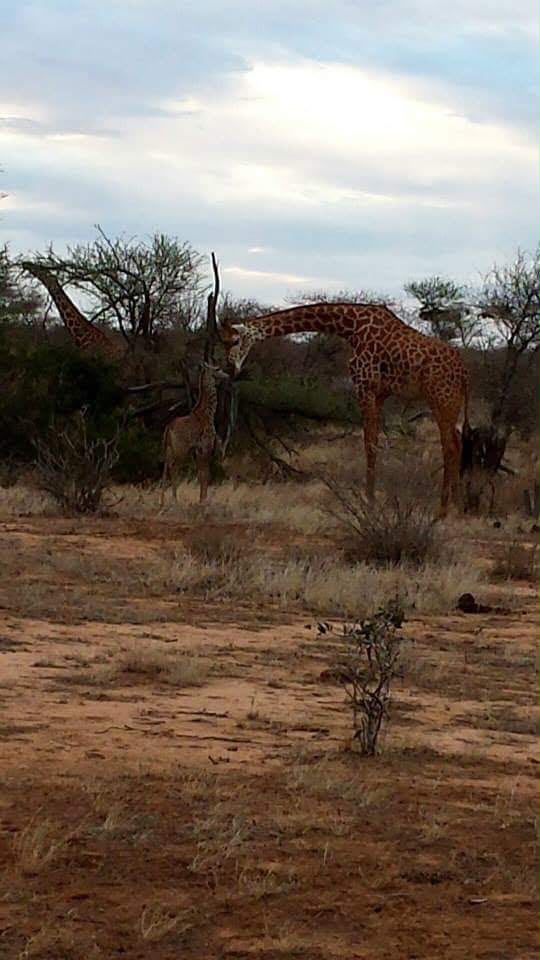 Safari_tsavo_East_e_ovest_amboseli_masai_Mara_011
