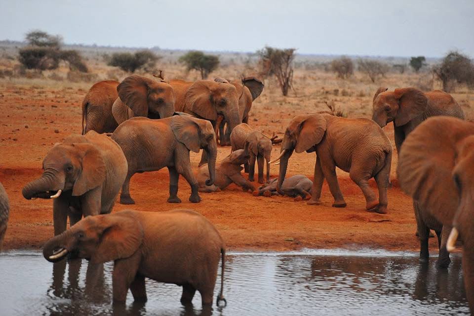 Safari_tsavo_East_e_ovest_amboseli_masai_Mara_012