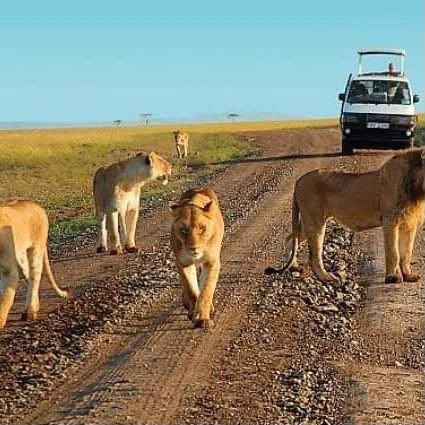 Safari_tsavo_East_e_ovest_amboseli_masai_Mara_013