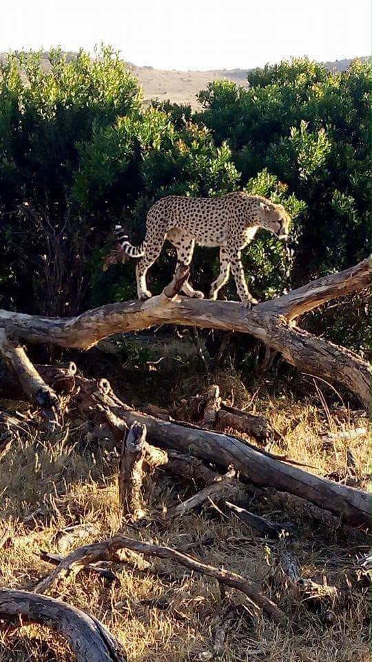 Safari_tsavo_East_e_ovest_amboseli_masai_Mara_014