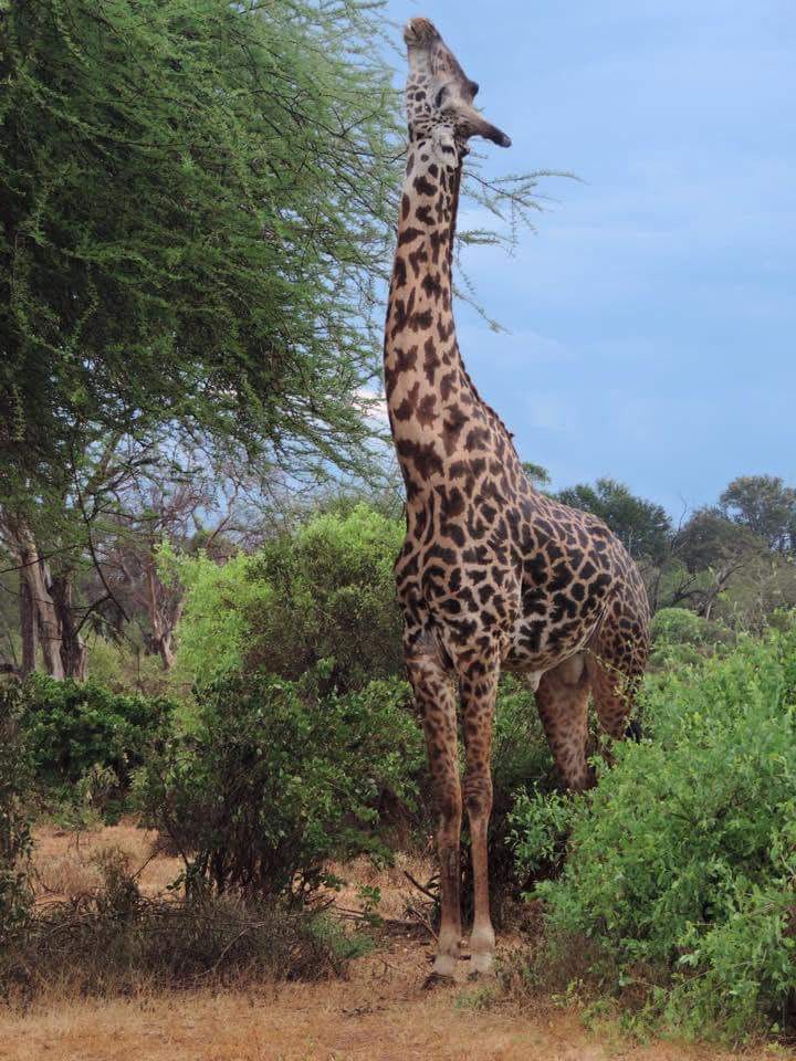 Safari_tsavo_East_e_ovest_amboseli_masai_Mara_015