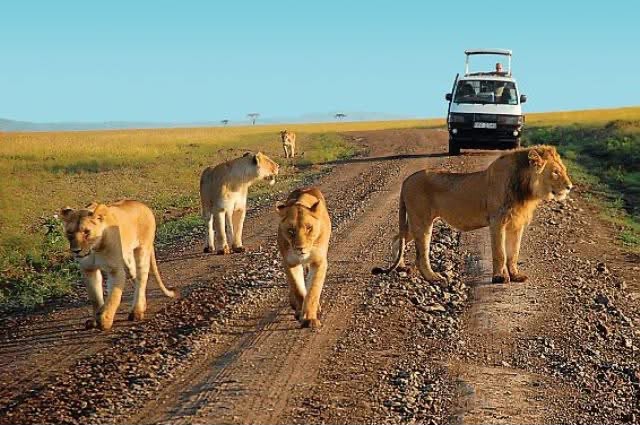 Safari_tsavo_East_e_ovest_amboseli_masai_Mara_016