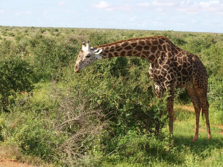 Safari_tsavo_East_e_ovest_amboseli_masai_Mara_017