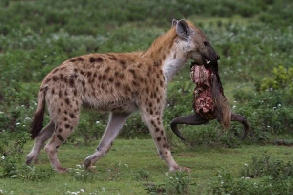 Safari_tsavo_East_e_ovest_amboseli_masai_Mara_020