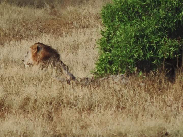 Safari_tsavo_East_e_ovest_amboseli_masai_Mara_021