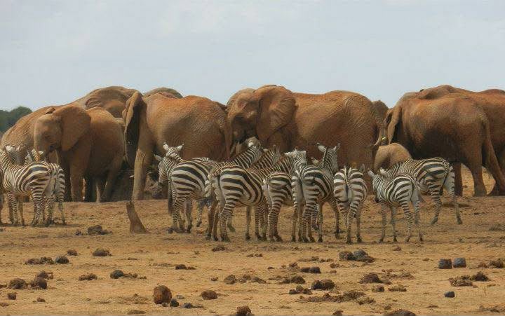 Safari_tsavo_East_e_ovest_amboseli_masai_Mara_022