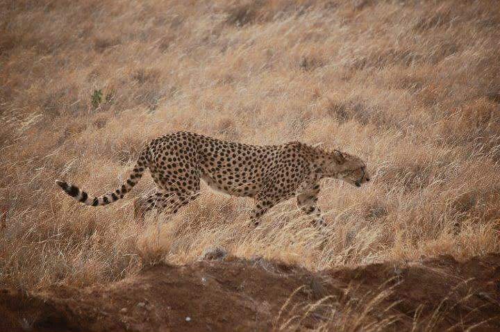 Safari_tsavo_East_e_ovest_amboseli_masai_Mara_023