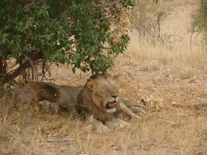Safari_tsavo_East_e_ovest_amboseli_masai_Mara_024