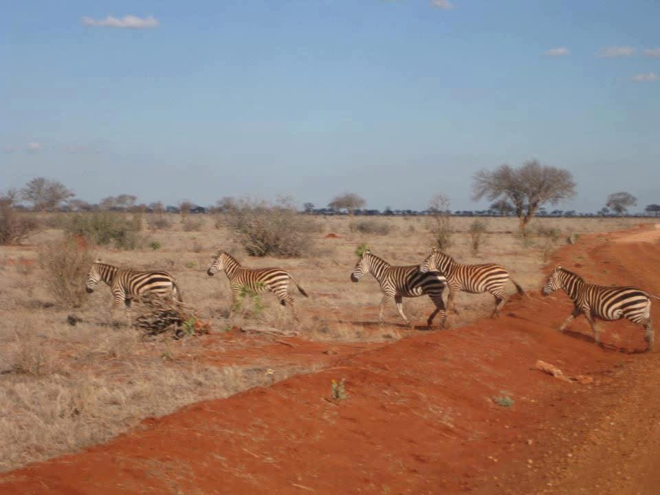 Safari_tsavo_East_e_ovest_amboseli_masai_Mara_027