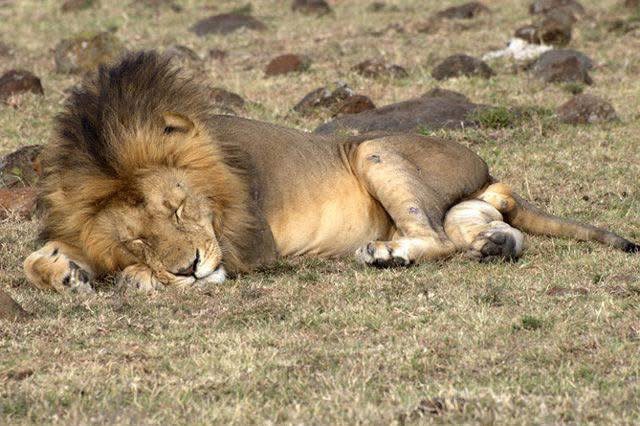 Safari_tsavo_East_e_ovest_amboseli_masai_Mara_032