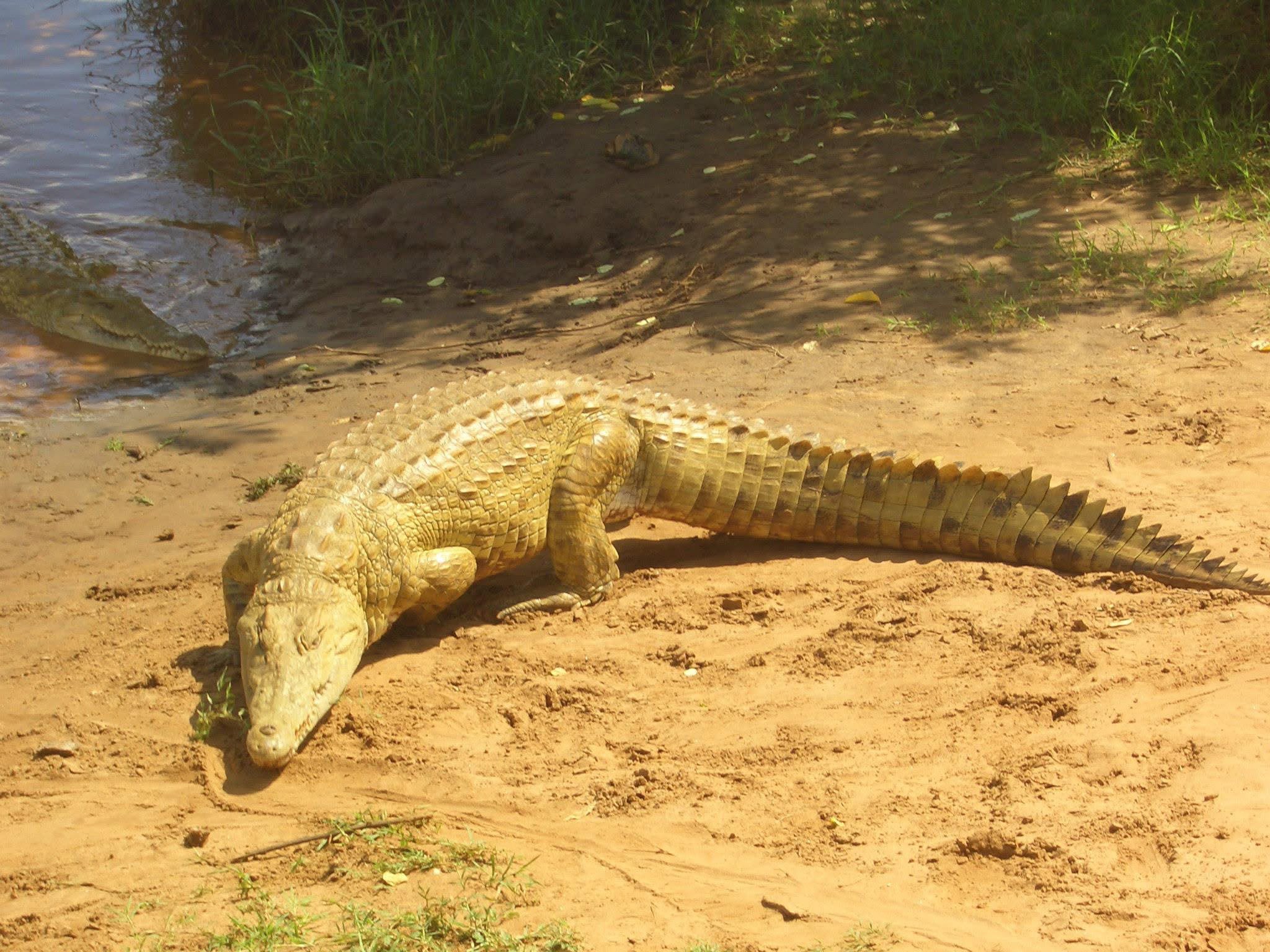 Safari_tsavo_East_e_ovest_amboseli_masai_Mara_034