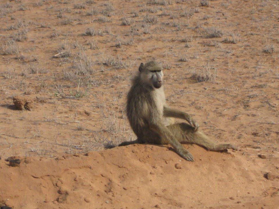 Safari_tsavo_East_e_ovest_amboseli_masai_Mara_035