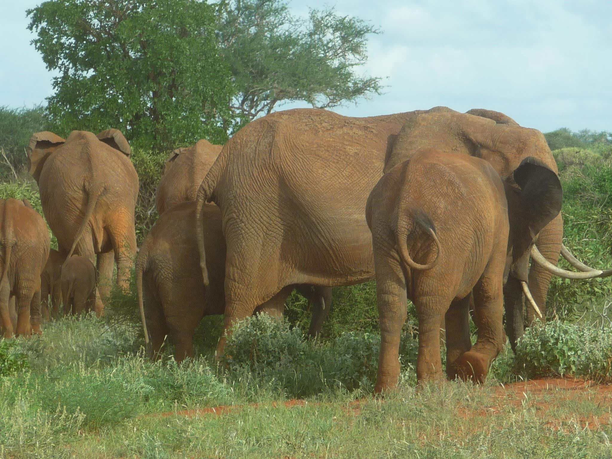 Safari_tsavo_East_e_ovest_amboseli_masai_Mara_038