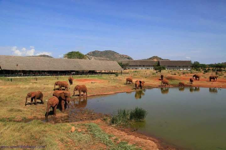 Safari_tsavo_East_e_ovest_amboseli_masai_Mara_039