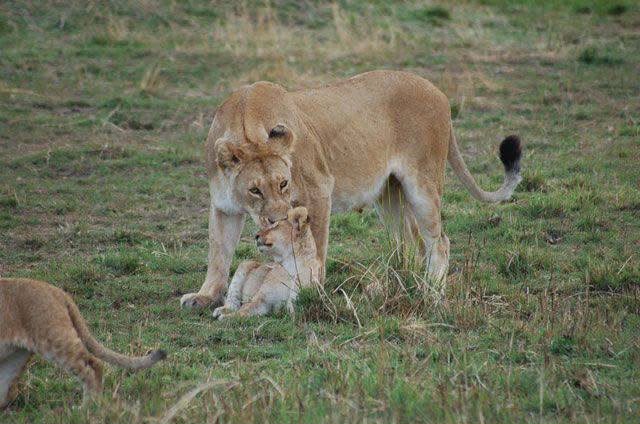 Safari_tsavo_East_e_ovest_amboseli_masai_Mara_040