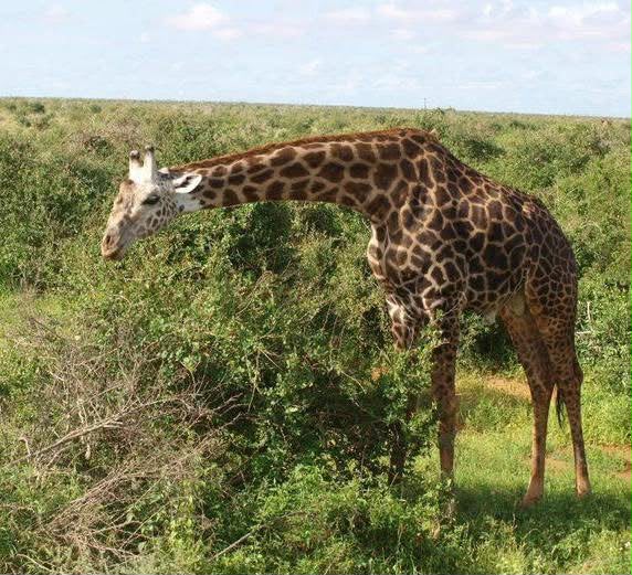 Safari_tsavo_East_e_ovest_amboseli_masai_Mara_042