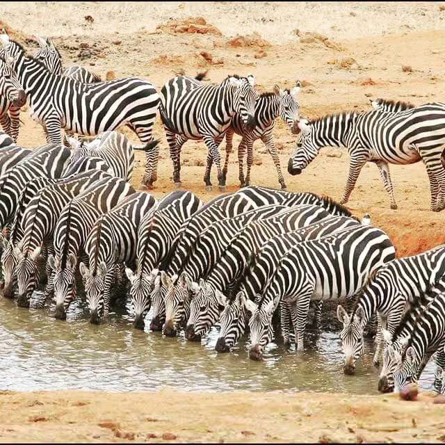 Safari_tsavo_East_e_ovest_amboseli_masai_Mara_044