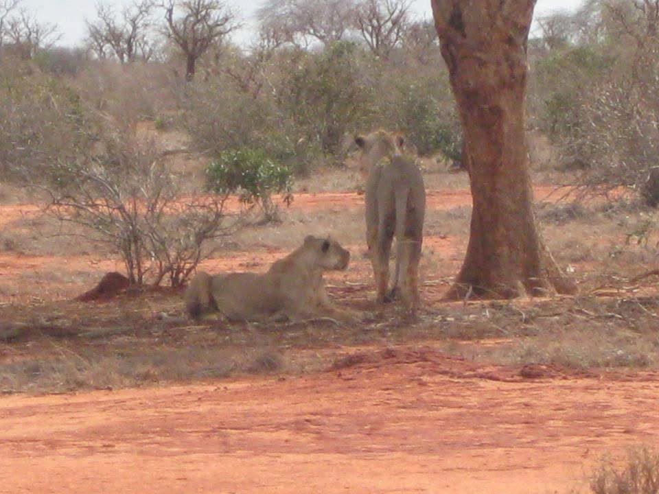 Safari_tsavo_East_e_ovest_amboseli_masai_Mara_045