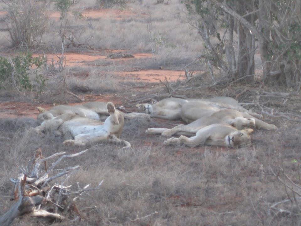 Safari_tsavo_East_e_ovest_amboseli_masai_Mara_050