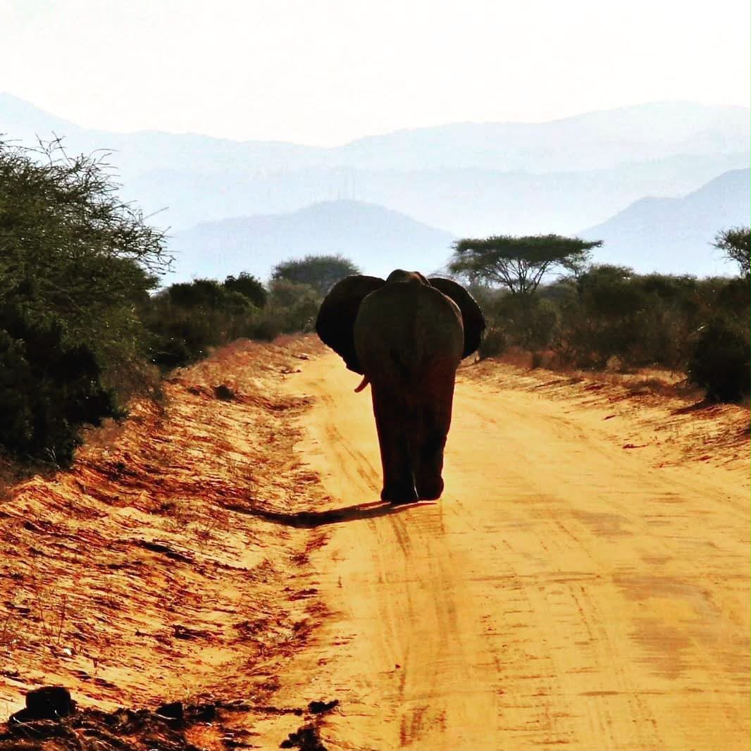 Safari_tsavo_East_e_ovest_amboseli_masai_Mara_051
