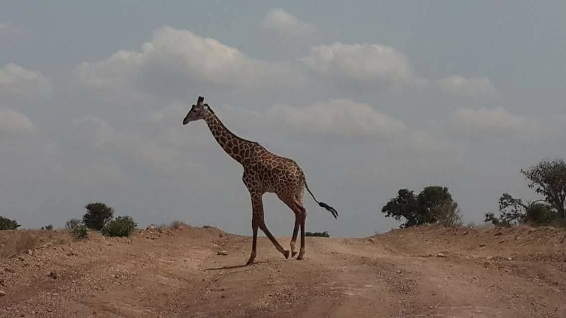 Safari_tsavo_East_e_ovest_amboseli_masai_Mara_052