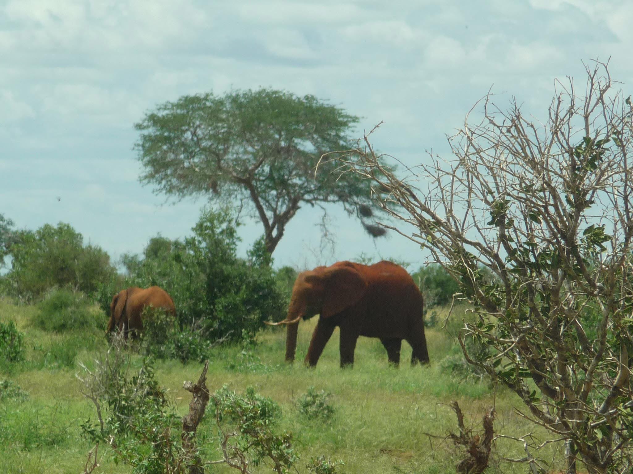 Safari_tsavo_East_e_ovest_amboseli_masai_Mara_054