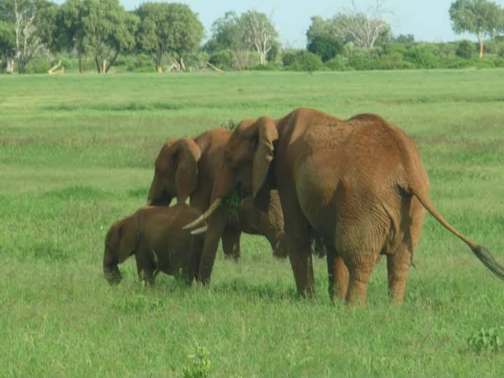 Safari_tsavo_East_e_ovest_amboseli_masai_Mara_056