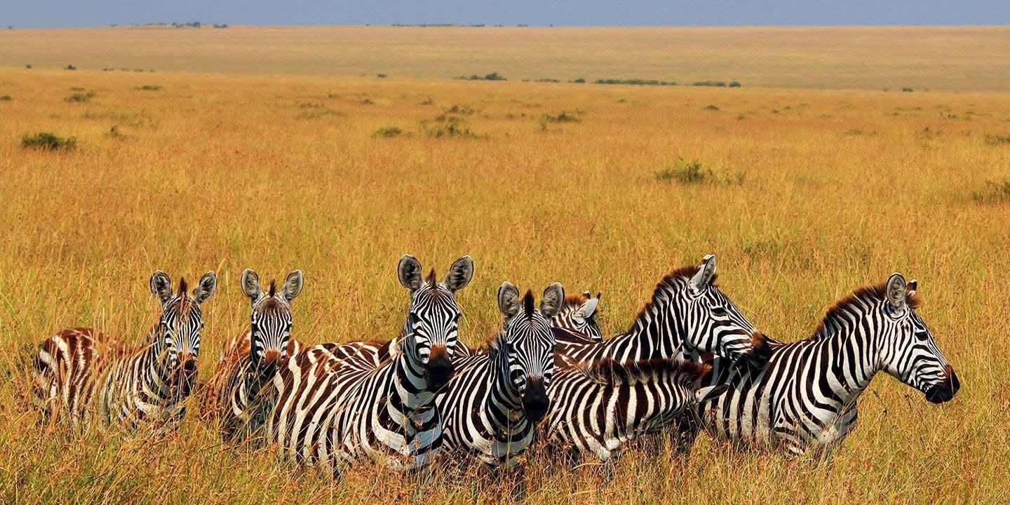 Safari_tsavo_East_e_ovest_amboseli_masai_Mara_058