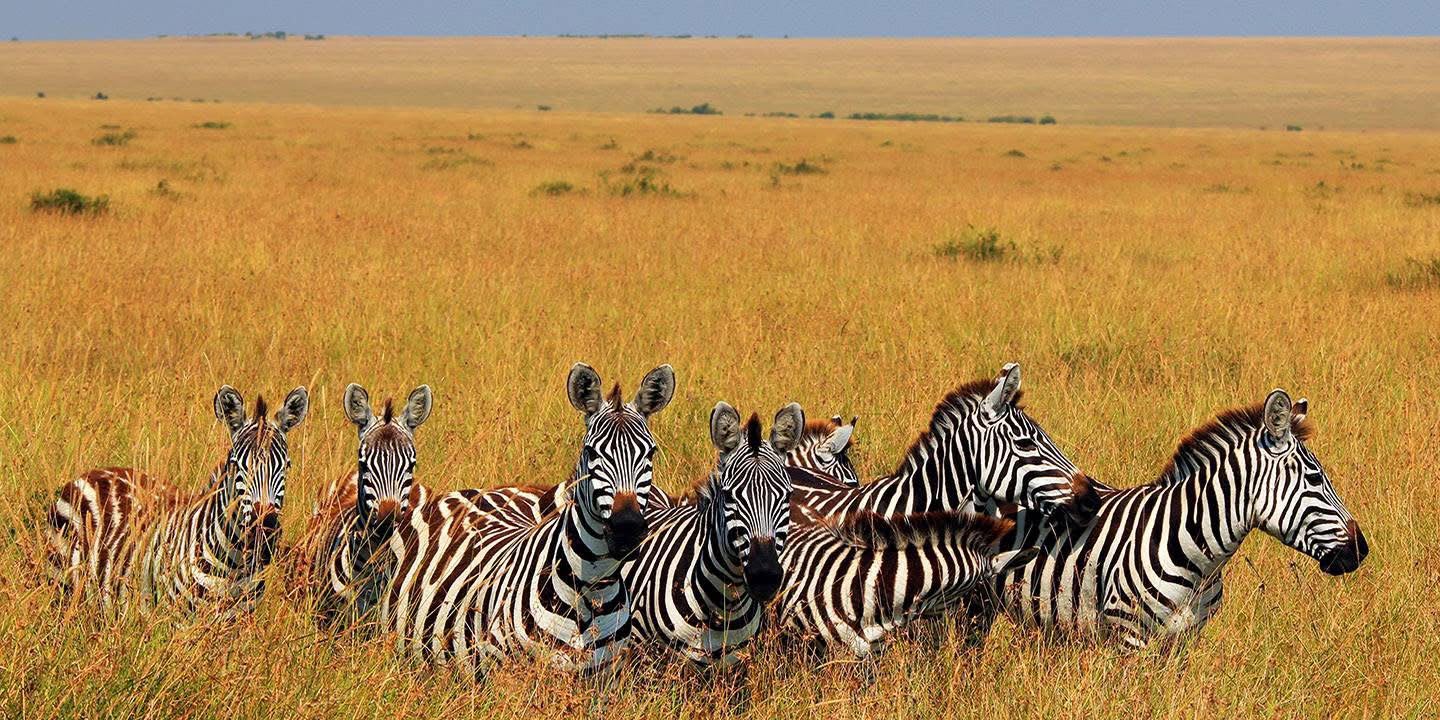 Safari_tsavo_East_e_ovest_amboseli_masai_Mara_061