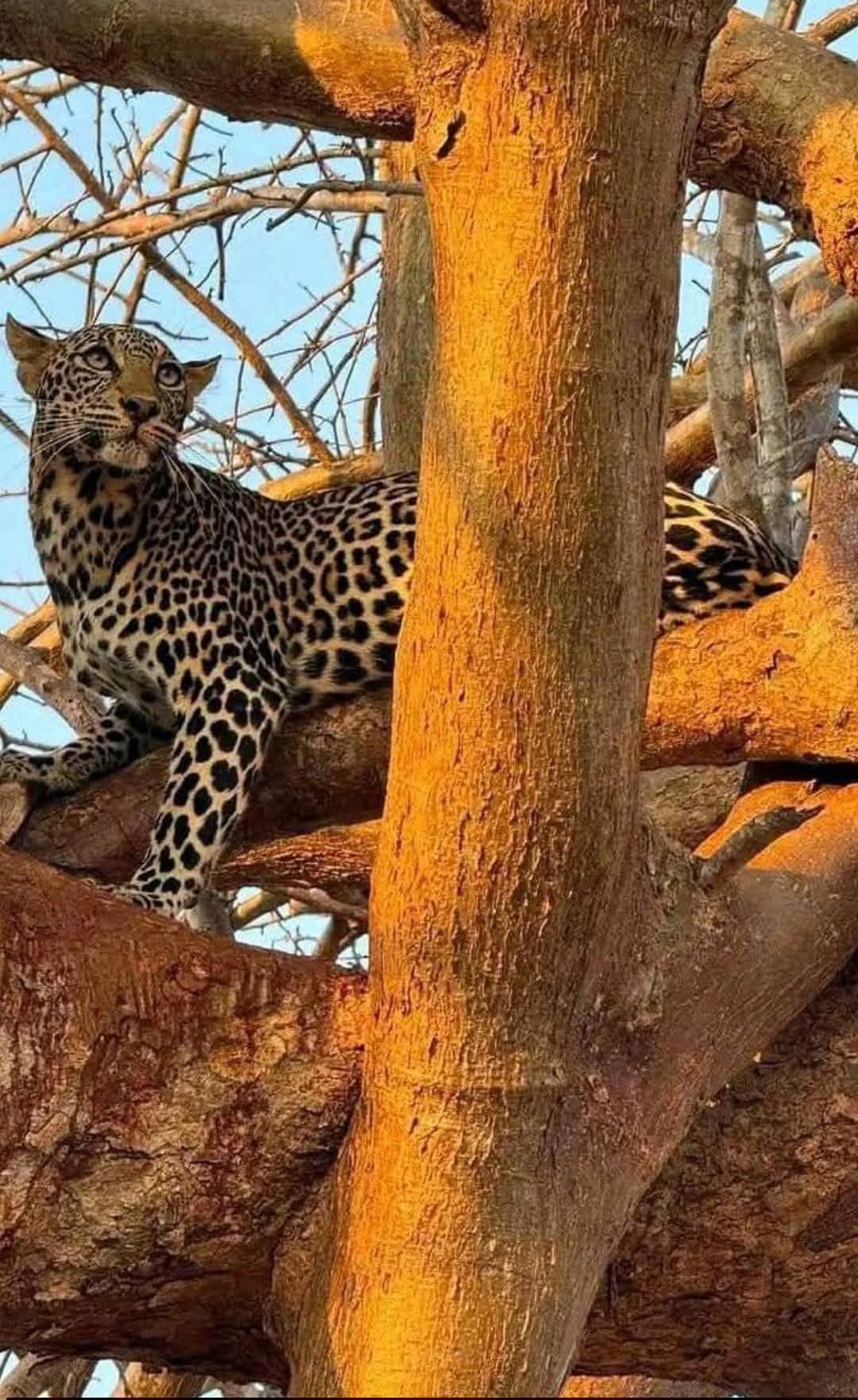 Safari_tsavo_East_e_ovest_amboseli_masai_Mara_063