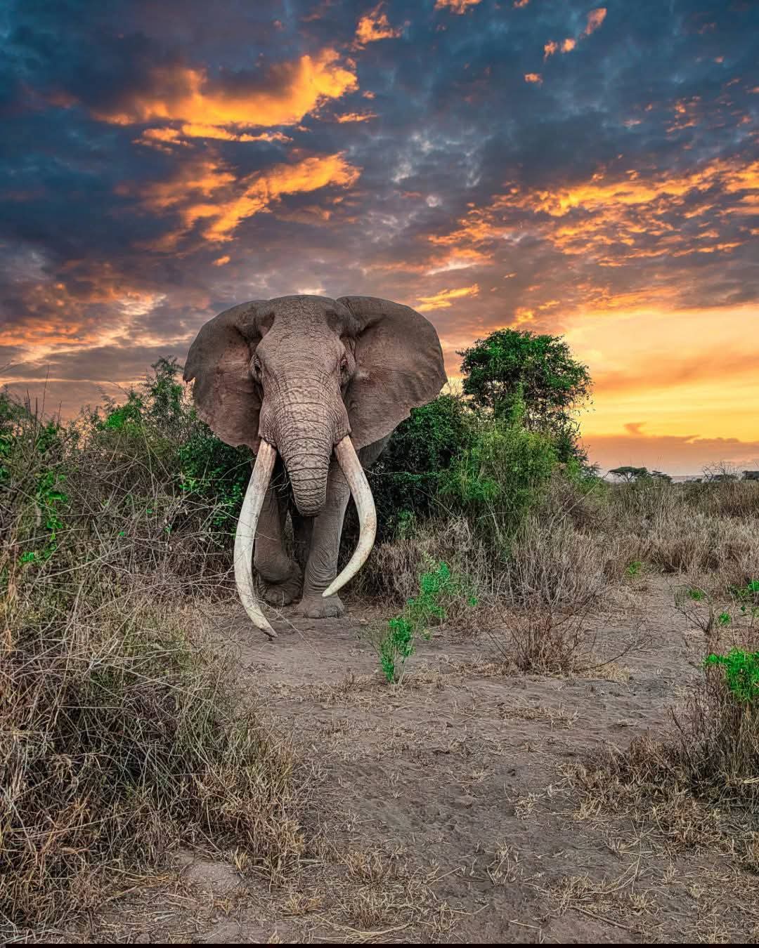 Safari_tsavo_East_e_ovest_amboseli_masai_Mara_066