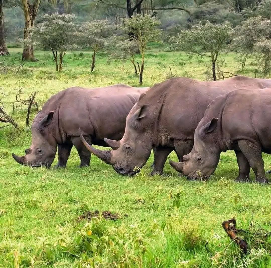Safari_tsavo_East_e_ovest_amboseli_masai_Mara_067