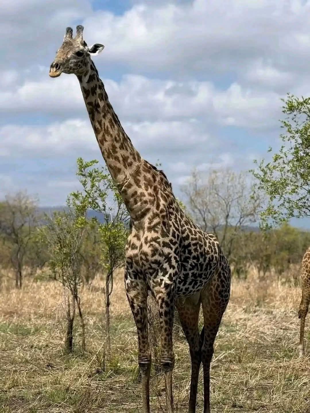 Safari_tsavo_East_e_ovest_amboseli_masai_Mara_069