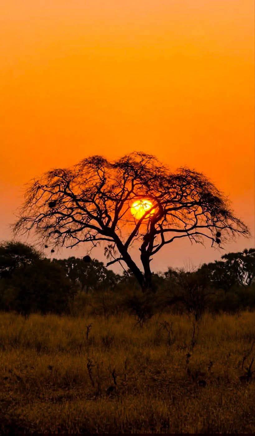 Safari_tsavo_East_e_ovest_amboseli_masai_Mara_070