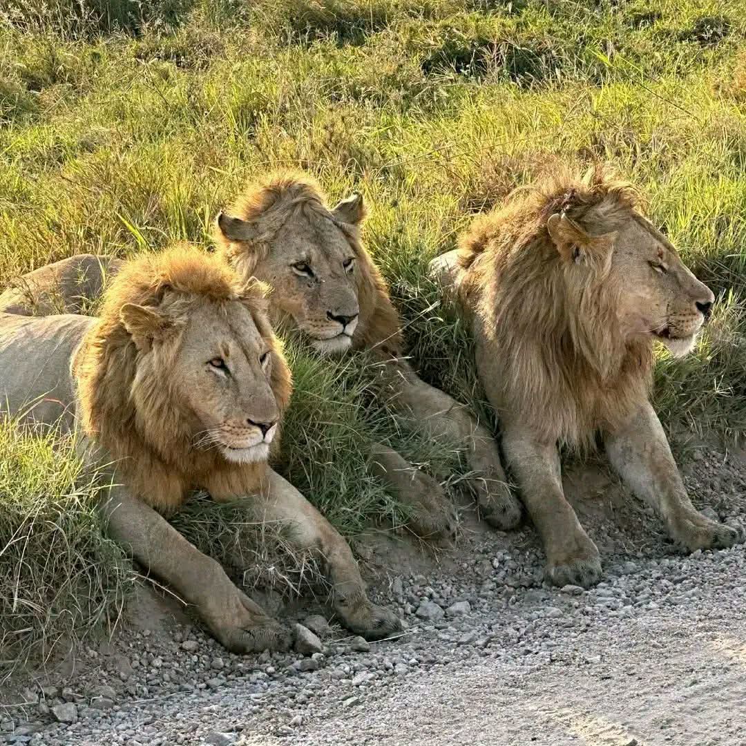 Safari_tsavo_East_e_ovest_amboseli_masai_Mara_072