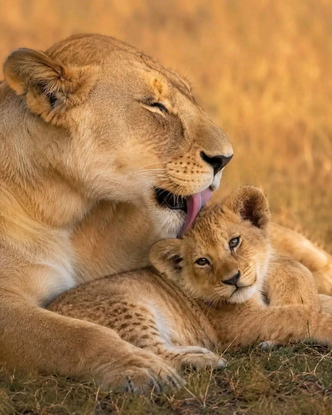 Safari_tsavo_East_e_ovest_amboseli_masai_Mara_073