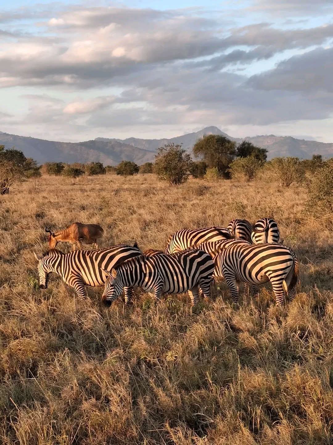 Safari_tsavo_East_e_ovest_amboseli_masai_Mara_074