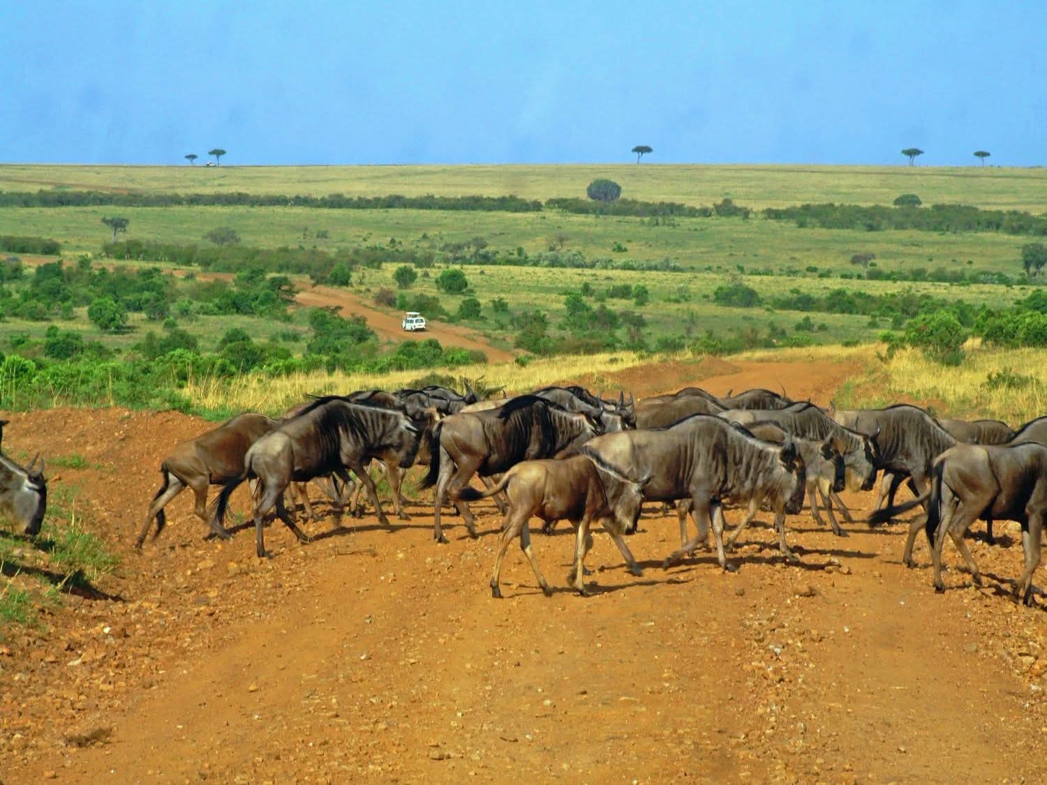 Safari_tsavo_East_e_ovest_amboseli_masai_Mara_075
