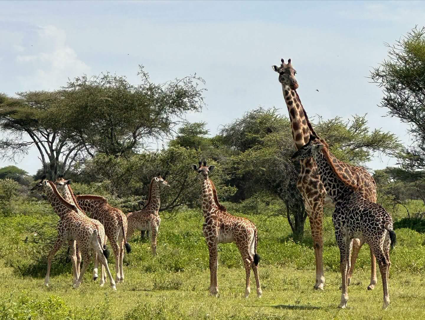 Safari_tsavo_East_e_ovest_amboseli_masai_Mara_076