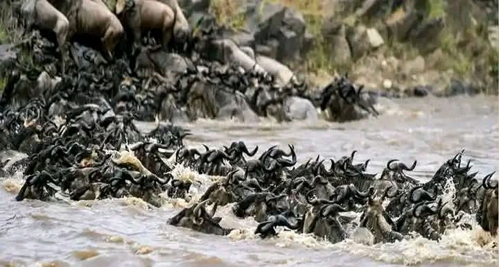 Safari_tsavo_East_e_ovest_amboseli_masai_Mara_077