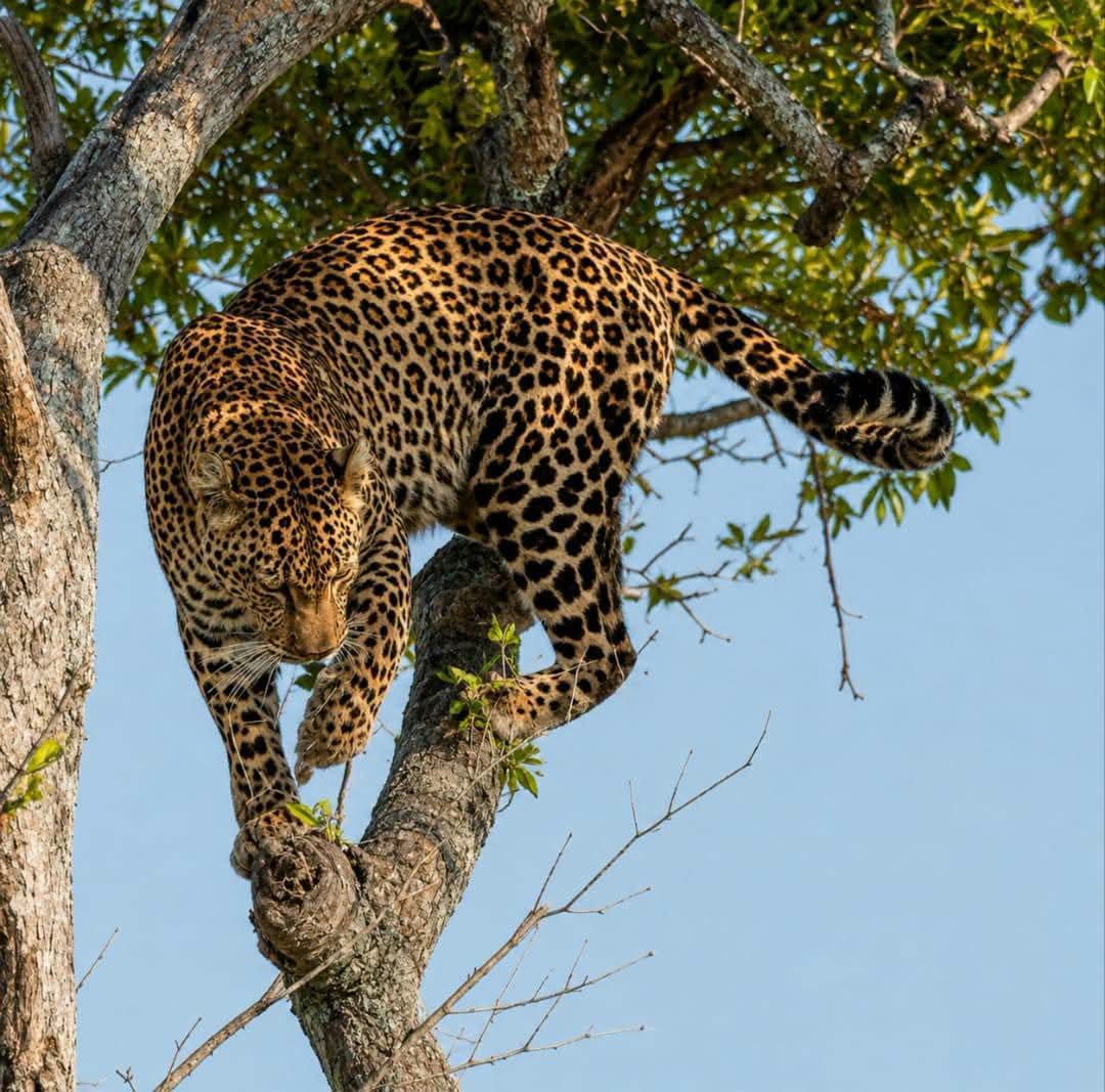 Safari_tsavo_East_e_ovest_amboseli_masai_Mara_078