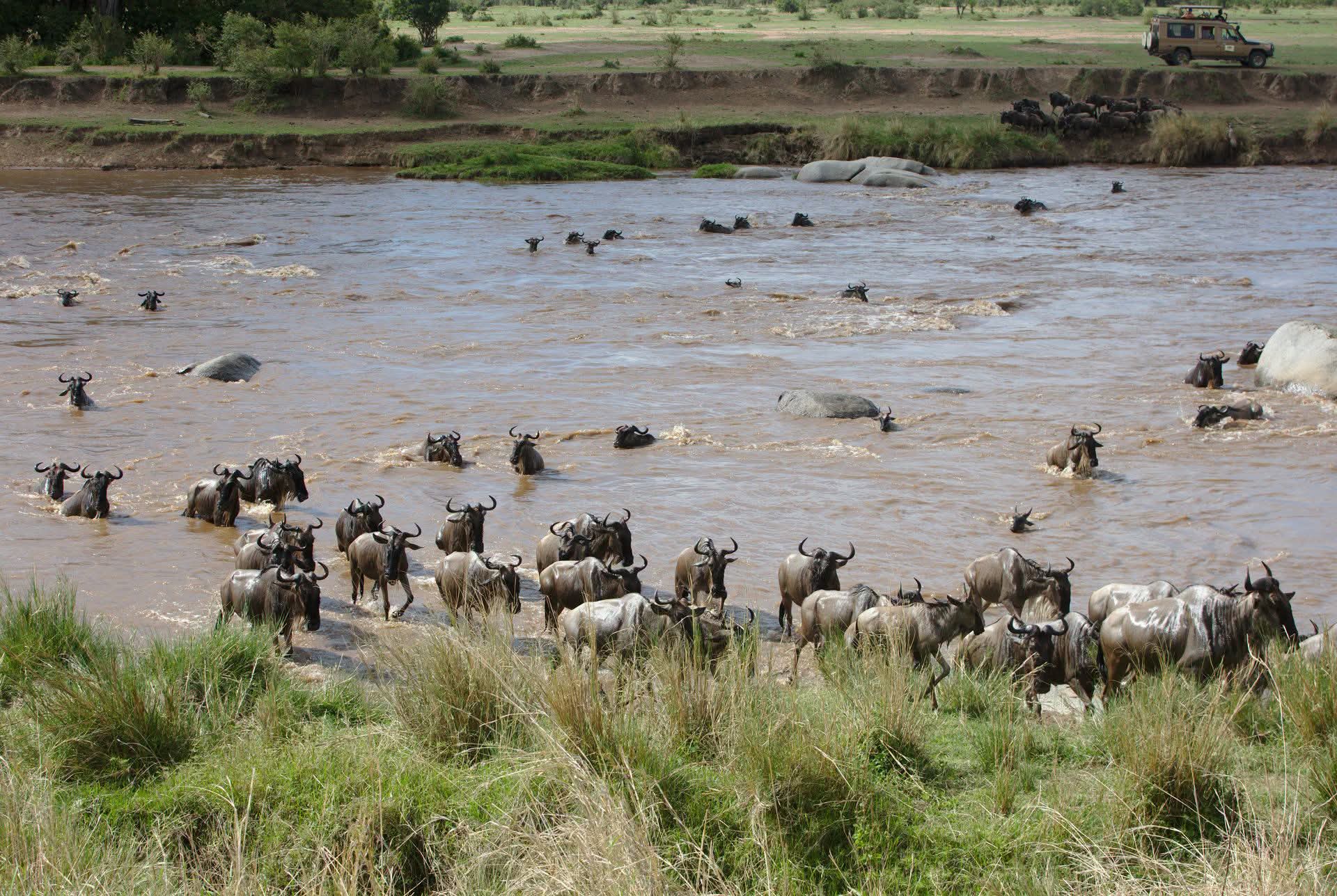 Safari_tsavo_East_e_ovest_amboseli_masai_Mara_081