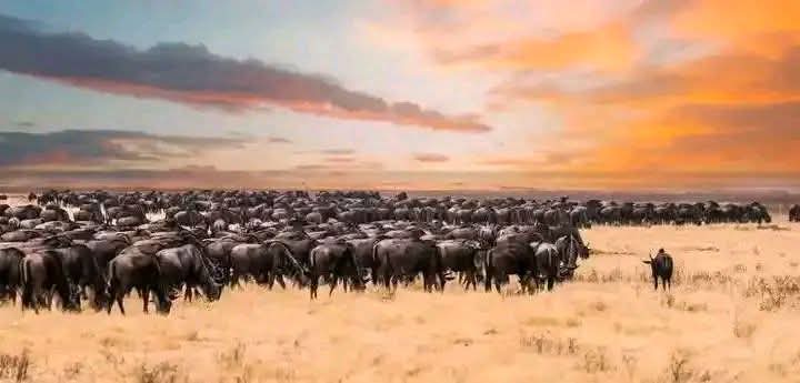 Safari_tsavo_East_e_ovest_amboseli_masai_Mara_083