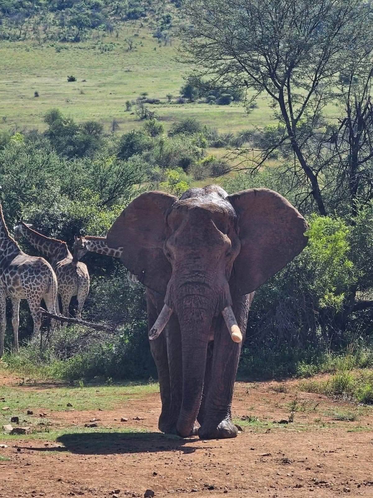 Safari_tsavo_East_e_ovest_amboseli_masai_Mara_084